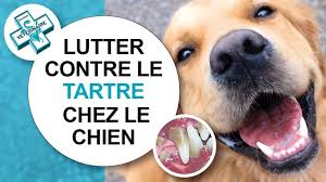 Tutoriel Veterinaire Comment Lutter Contre Le Tartre Chez Le Chien Dent Detartrer Haleine Brosser Brossage Chien Dentifrice Pour Chien Dents De Chien
