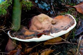 Image result for Ganoderma applanatum