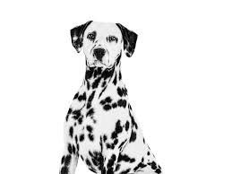 Image result for dalmatin