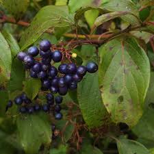 Image result for Cornaceae