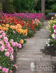 Pin On Flowers And Plants