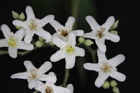 Image result for Cordia torrei