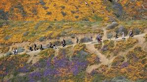 Jun 15, 2021 · a father and son from murrieta won the first double decker main event of the 2021 perris auto speedway season. The Super Bloom In Lake Elsinore Is Over We Remember It Fondly Los Angeles Times