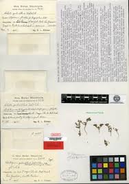 Image result for Euploca katangensis