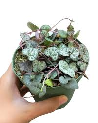 Image result for Ceropegia breviflora