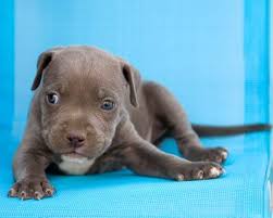 Speak your mindmy music, your pleasure tweet me. Blue Pit Bull Puppies Lovetoknow