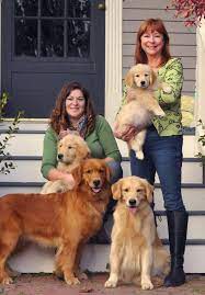 We also offer stud services. Goldiva Goldens Champion Golden Retrievers