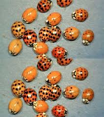 If you spot yellow ladybugs around your house, DON'T confuse them with the  RED ones! Here's what it means when you see a yellow ladybug.⬇️See more in  the 1st comment⬇️