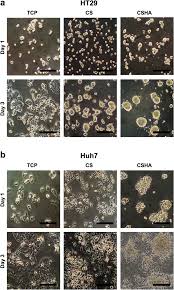 Stages describe how widespread the cancer is in the colon and whether it has spread. Chitosan Promotes Cancer Progression And Stem Cell Properties In Association With Wnt Signaling In Colon And Hepatocellular Carcinoma Cells Scientific Reports