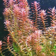 Image result for Rotala