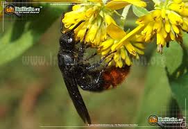 Therefore, there's little reason to fear seeing them in the yard. Blue Winged Wasp Scolia Dubia