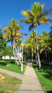 Beautiful Sol Palmeras