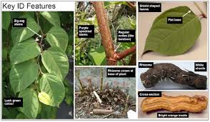 It may take about three or more growing seasons to remove the plant, although it be cautious when looking at ways how you can kill japanese knotweed. Japanese Knotweed Beacon Bollin Environmental Action Conservation