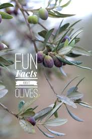 How Olive Oil Is Made In Sonoma How To Make Extra Virgin Olive Oil Video Olive Oil Benefits Olive Olive Oil