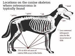 Once bone cancer is determined in the limbs, the. Osteosarcoma Causes Diagnosis And Treatment Whole Dog Journal
