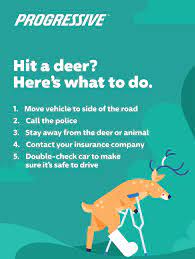 Does Insurance Cover Deer Accidents Progressive Insurance Car Care Insurance Quotes