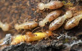 They could also inspect the region to determine other pests that could be within close closeness to the house. Custom Pest Control Blog Common Pest Pressures In Hunstville Al
