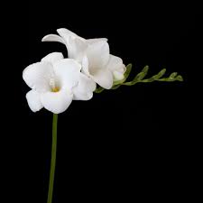 Speedy White One Of The Fastest Growing Varieties Pretty Flowers Freesia Flowers Freesia