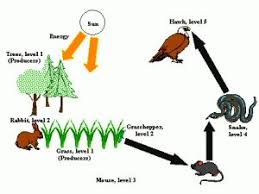 Pin On Characteristics Of Life