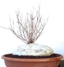 Image result for Raphionacme procumbens