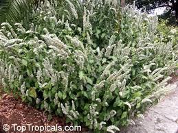 Image result for Justicia betonica