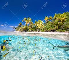 We did not find results for: Beautiful Tropical Island In French Polynesia Under And Above Stock Photo Picture And Royalty Free Image Image 20324322