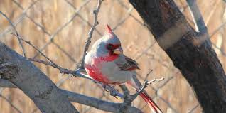 Select from premium female cardinal of the highest quality. Less Colorful Member Of Cardinal Family Plentiful In Texas