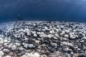 Temperatura de duminica este cu putin mai scazuta decat cea inregistrata in zona in 1939, cand mercurul termometrelor a ajuns la 47,8 grade. Studiu Temperatura Apelor Oceanului Planetar A Ajuns In 2019 La Cea Mai InaltÄƒ Valoare Din Istorie Newsmaker