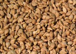 Image result for Urochloa oligobrachiata