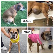 One click can help save a pup. Atlanta Boxer Rescue