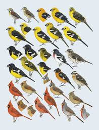 35 Car 01n Jpg 965 1260 Pet Birds Wild Birds Bird Poster
