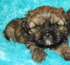 Explore 40 listings for black and brown shih tzu puppies at best prices. Shih Tzu Coat Colors Shih Tzu Puppy Shih Tzu Dog Puppies