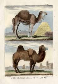 The shepherd caught him, and was proceeding to carry him off to the butcher's w. Antique Print Dromedary Camel Buffon 1822 Pictura Antique Prints