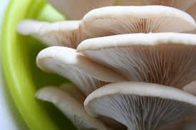 How to grow mushrooms in coffee grounds step 1: Growing Mushrooms In Coffee Grounds