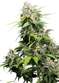 The owner, ben dronkers, had always had a passion for cannabis and its genetics, travelling across many parts of the world collecting seeds from high quality local strains. Sensi Seeds Breeder Seed Bank Info Growdiaries
