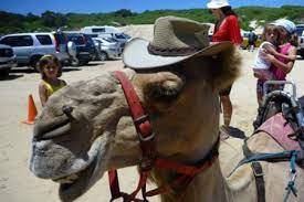 How many camel is the ultimate camel calculator. Port Stephens Camel Ride Adventure New South Wales