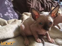 Why buy a sphynx kitten for sale if you can adopt and save a life? Cute Sphynx Kittens For Sale For Sale Labeb Open Souq