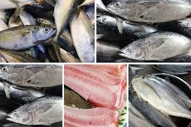 Jika jenis pakan yang diberikan sesuai yang kebiasaan makan patin dan mengandung gizi yang tinggi. 5 Jenis Ikan Ini Dikatakan Penyebab Gatal Dan Angin Badan Ambil Tahu Rasa