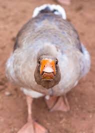 Goose attacking people is one of the funniest compilations on youtube.try not to laugh as you watch these crazy geese chase. Wait Geese Have Teeth Goose Teeth Pictures Facts Debunked Myths Justbirding Com