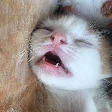 Pin By Zhala On Gatos In 2020 Pretty Cats Cute Cats Baby Cats
