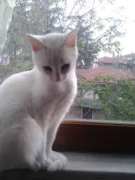 Ne Bakarsin Oyle Sut Dokmus Kedi Gibi Kedi