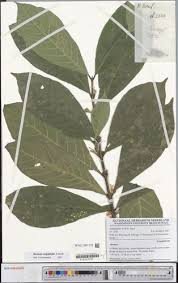 Image result for Mostuea brunonis