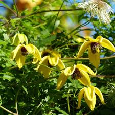 Check spelling or type a new query. Clematis Seeds Clematis Tangutica Flower Seed