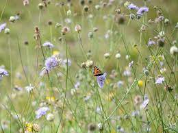 The question to ask is what kind of flowers do butterflies like? 10 Plants For Butterflies Bbc Gardeners World Magazine