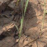 Image result for Echinochloa pyramidalis