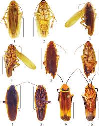 Contact bispot network on messenger. 1 2 Symploce Torchaceus Feng Woo Male 1 Holotype Dorsal View 2 Download Scientific Diagram