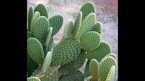 Introduction growing cactus from seed is not terribly difficult, although it does take purpose and patience. Propagating Cacti Sowing Opuntia Seeds The Prickly Pear Cactus Youtube