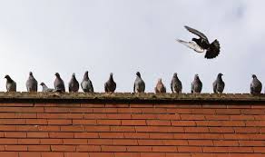 How to get rid of pigeons with poison. How To Get Rid Of Pigeons From Your Garden Express Co Uk