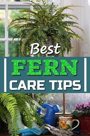 Best Fern Care Tips Ferns Care House Plant Care Indoor Plant Care