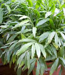 Wie sie ingwerpflanzen anbauen und die knollen ernten. Thai Ingwer Top Raritat Baldur Garten